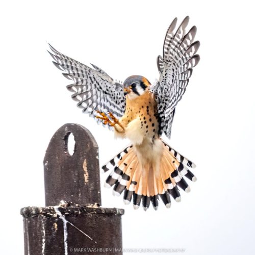 kestrel-muscatine-2