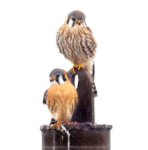 kestrel-muscatine-5
